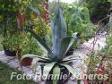 Agave americana 